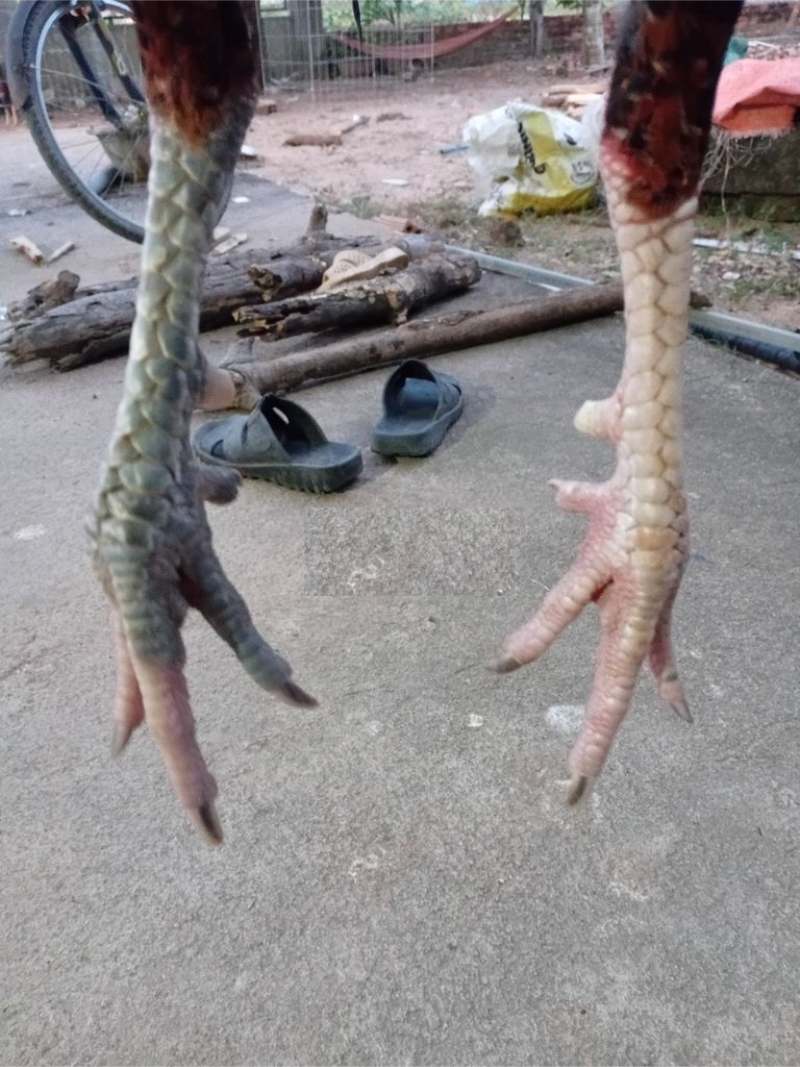 Thư hùng kê được gọi với cái tên khác là gà chân hoa