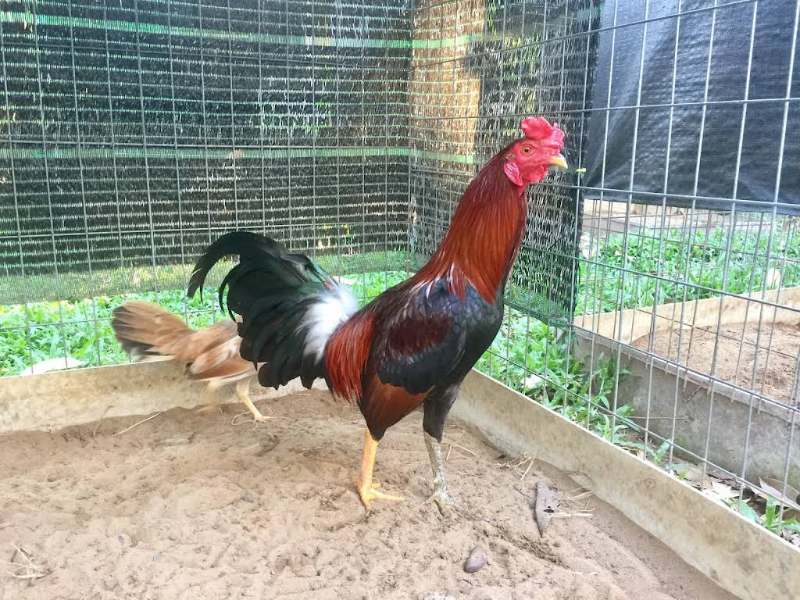 Để nhận biết dòng chiến kê này đòi hỏi anh em phải có con mắt tinh tường