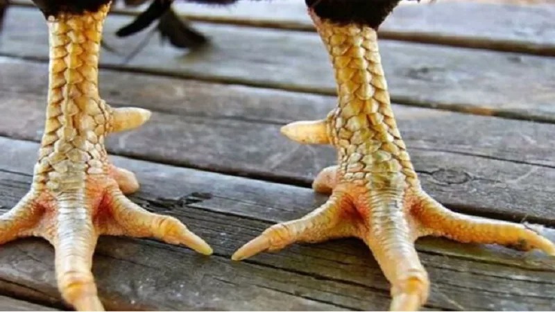 Vảy xuyên đao xếp vào kiểu vảy hiếm