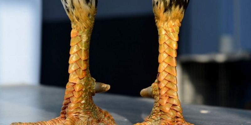 Điểm qua các loại vảy gà xuyên đao thường gặp